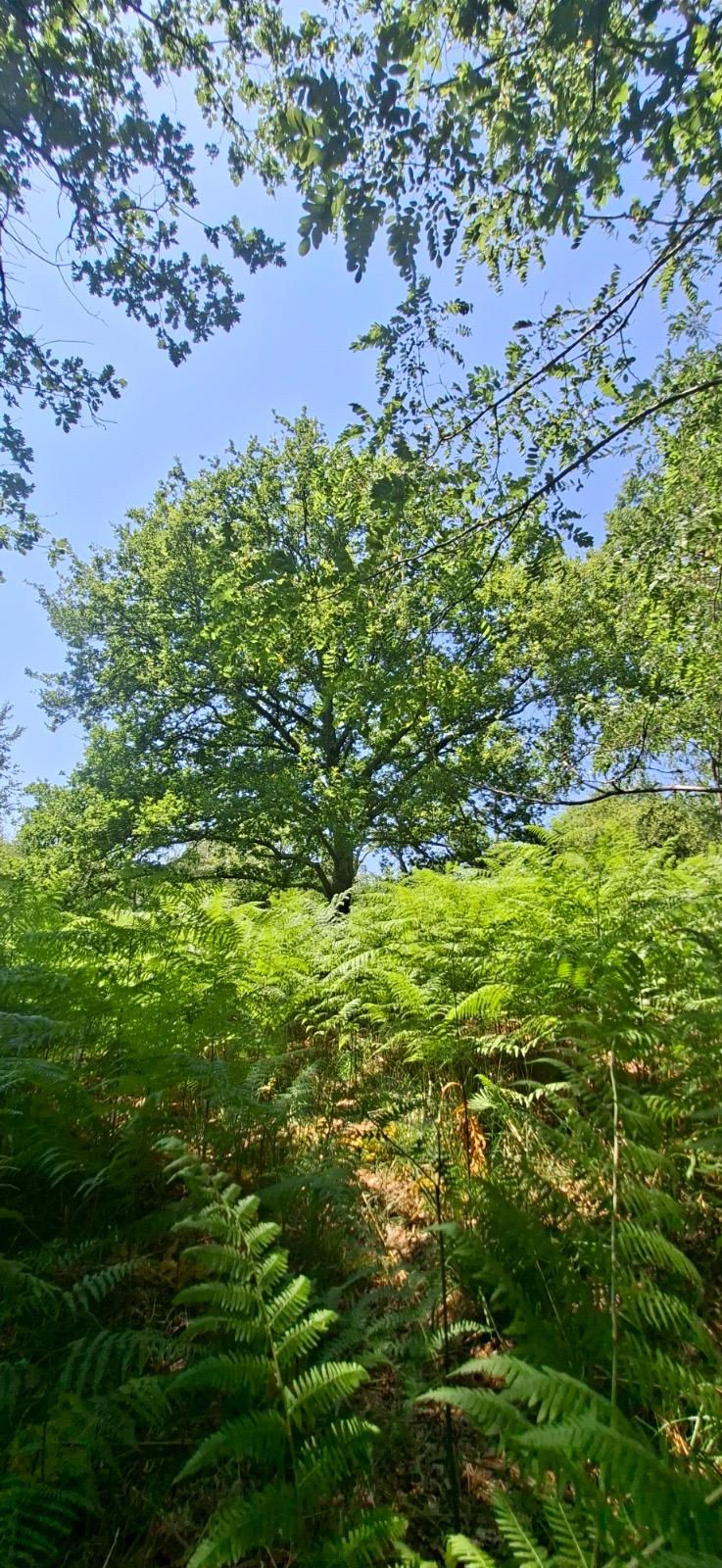 Ce que la forêt m'a offert