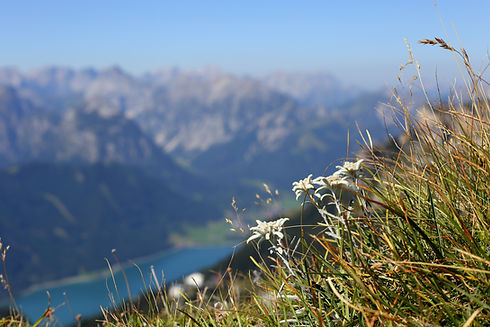 Edelweiss.jpg