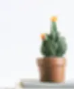 cactus.webp
