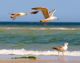 CozyHome-Cabanas Natureza