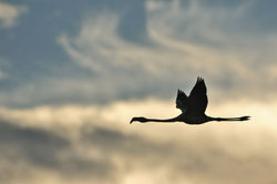 bird-ria-formosa-natural-park - Cópia