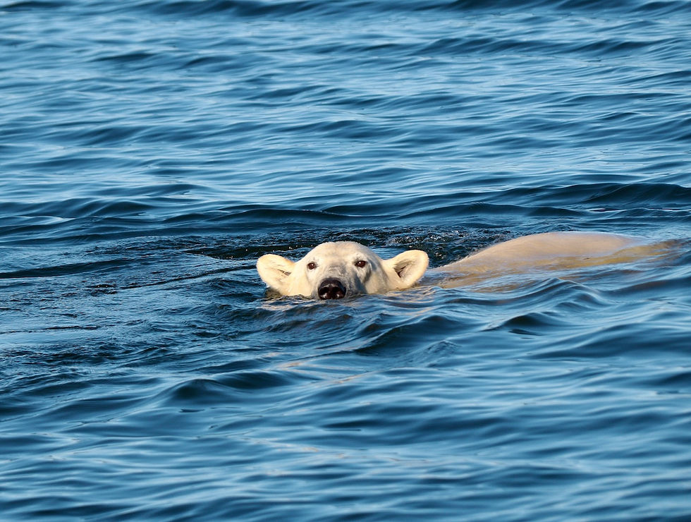 Credit: Lazy Bear Expeditions