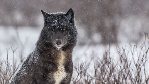 Neue Wildlife Safari an der Hudson Bay: Mit Churchill Wild zu den wilden Wölfen der Kaska Coast