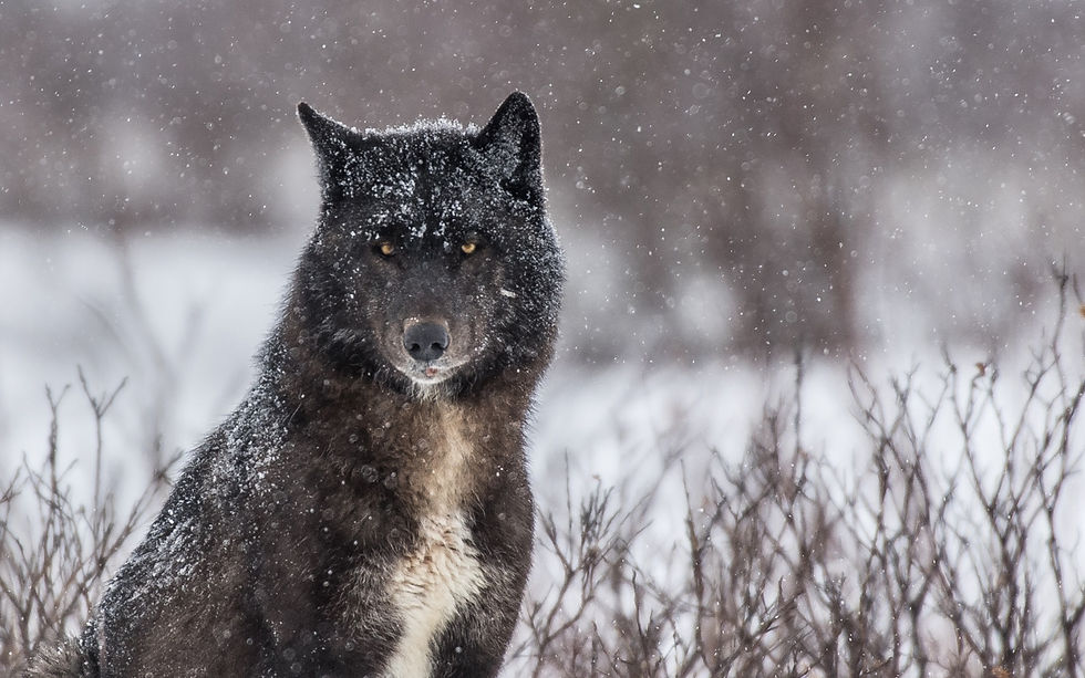 Wolf-Safari an der Nanuk Polar Bear Lodge von Churchill Wild - Credit: Gillian Lloyd via Churchill Wild