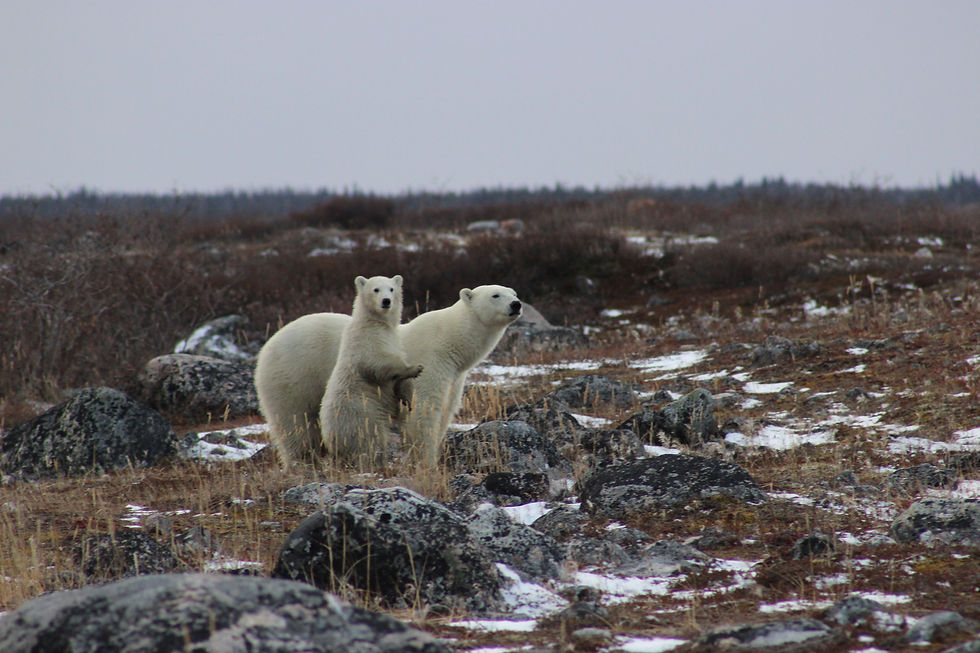 Eisbären an der Küste der Hudson Bay bei Churchill - Credit: Travel Manitoba