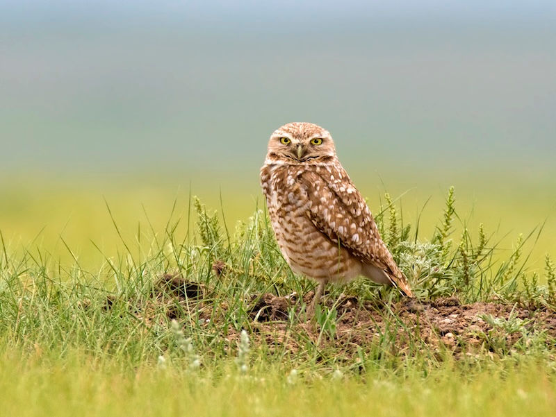 Burrowing Owl - Credit: Nick Saunders.jpg