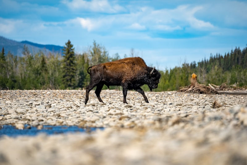 Nahanni National Park Reserve - Credit: Connor Furneaux
