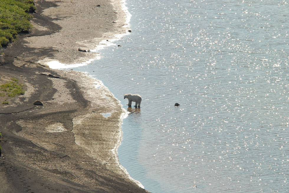 Eisbär aus der Vogelperspektive - Credit: Travel Manitoba