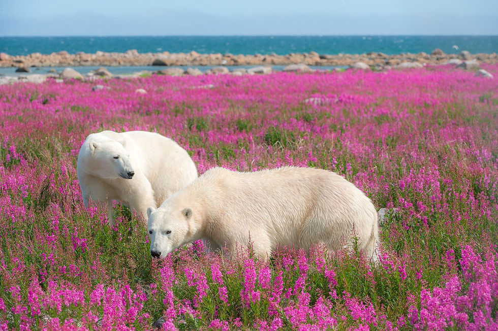 Eisbären an der Küste der sommerlichen Hudson Bay - Credit: Dennis Fast (Courtesy of Travel Manitoba)