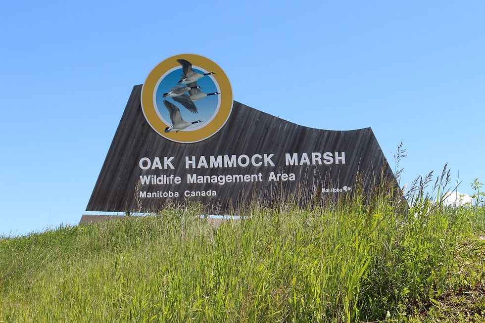 Oak Hammock Marsh - Credit: Travel Manitoba