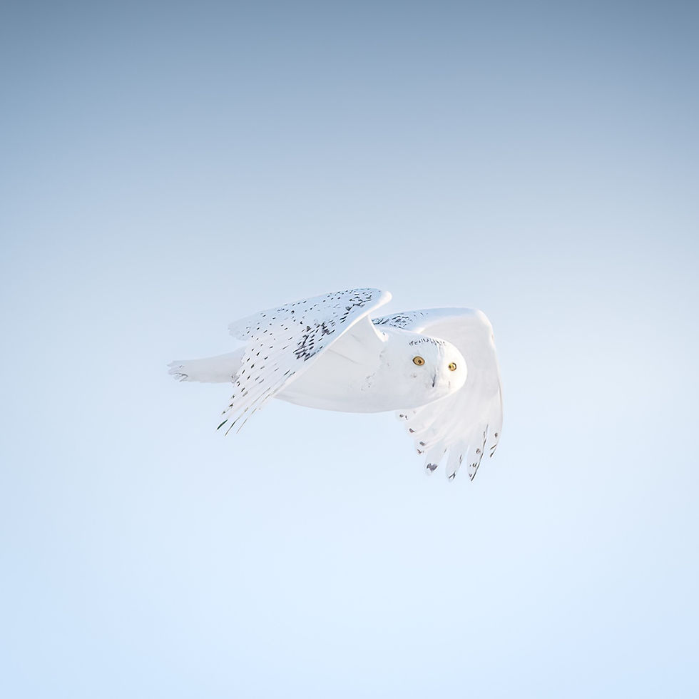 Snowy owl - Credit: Herry Himanshu