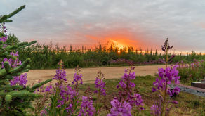 Churchill im Sommer: Subarktische Safari zu den Belugas und Eisbären der Hudson Bay