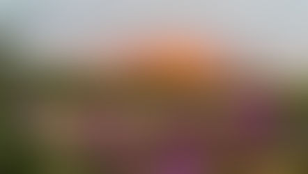 Churchill im Sommer: Subarktische Safari zu den Belugas und Eisbären der Hudson Bay