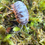 Thumbnail: Armadillidium Klugii “Nebula”