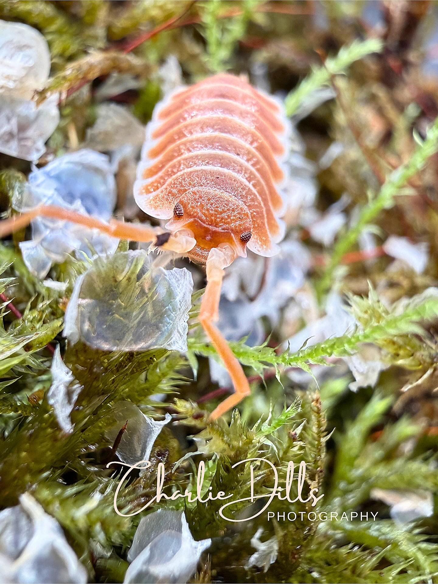 Porcellio Hoffmanseggi “Orange”