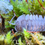 Thumbnail: Armadillidium Pallasi