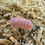 Thumbnail: Armadillo Officinalis “Turkey”
