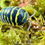 Thumbnail: Armadillidium Maculatum 'Yellow'
