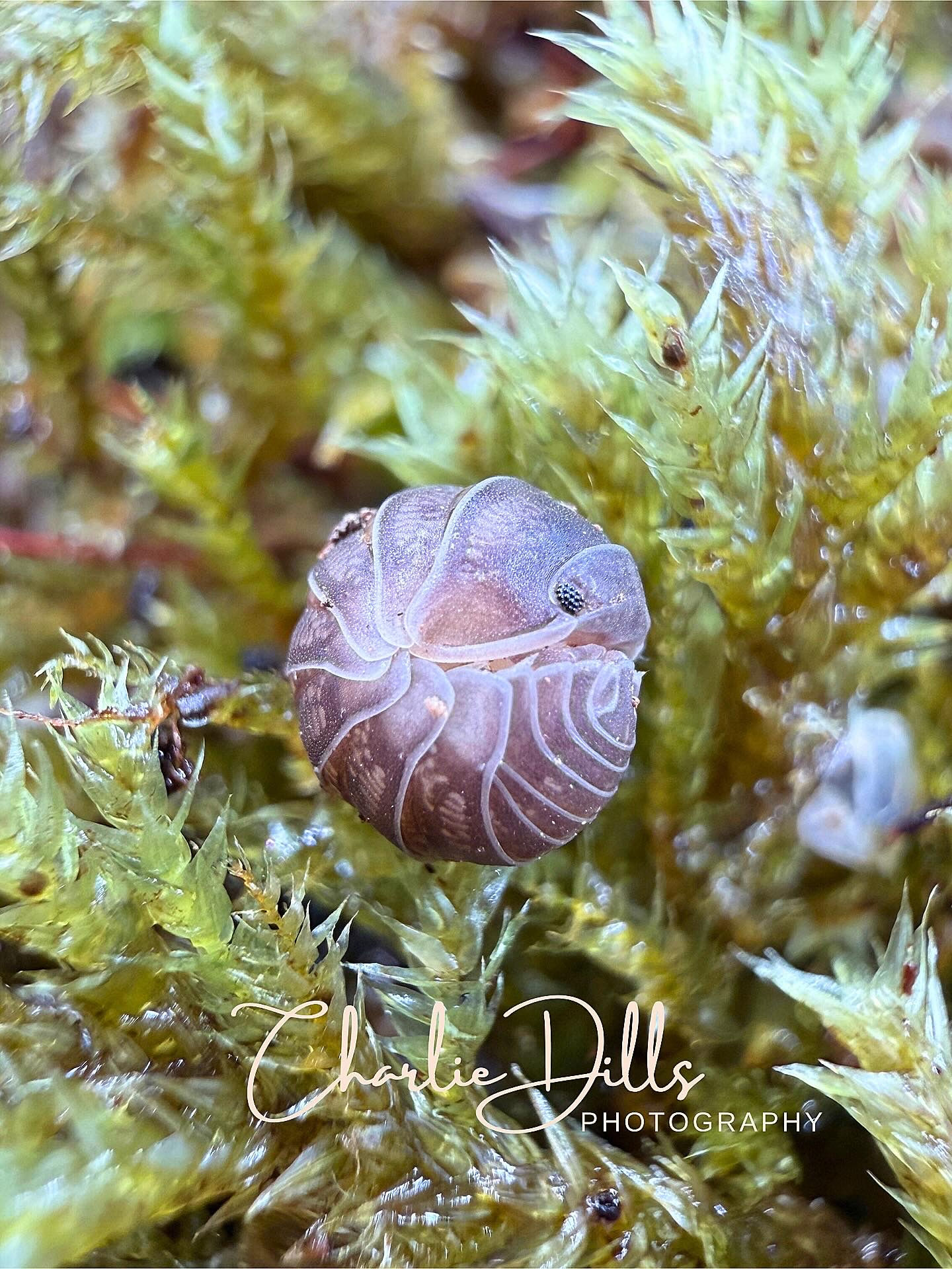 Ignamba sp. “Nigeria”