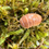 Thumbnail: Armadillo Officinalis “Orange Crush”