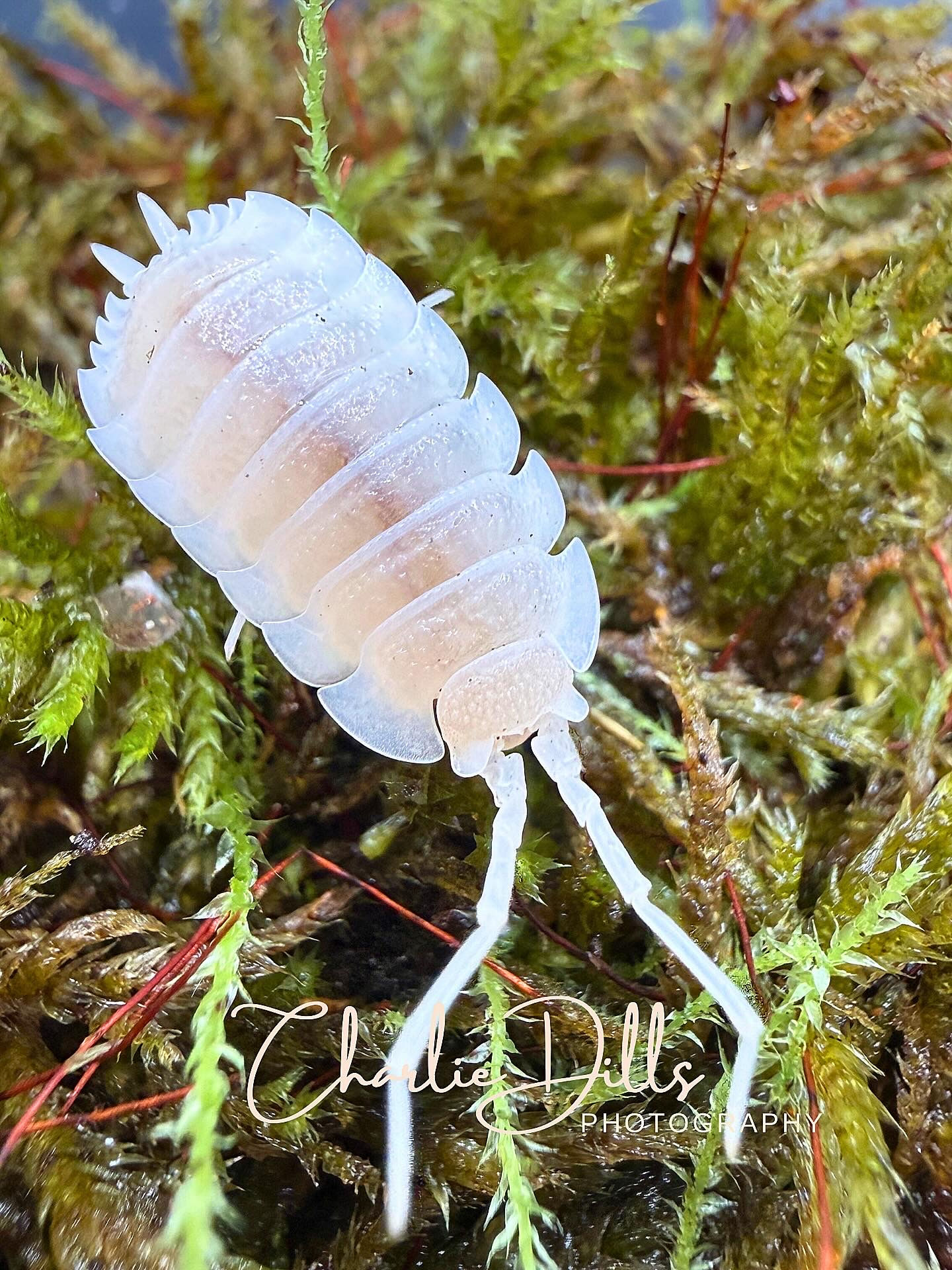 Porcellio Hoffmanseggi “Yeti”