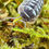 Thumbnail: Armadillidium Gestroi “White Spotted”