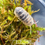 Thumbnail: Armadillo Officinalis “Tamarix”