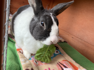 Dinozzo: Dutch Rabbit