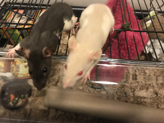 Pinky and Perky: Domestic Rats