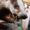 Thumbnail: Badger