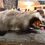 Thumbnail: Badger