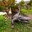 Thumbnail: Alligator Sculpture