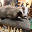 Thumbnail: Badger