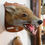 Thumbnail: Fox Head