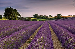 lavander field, provence, france