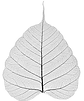 Bodhi tree leaf