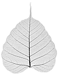Bodhi tree leaf