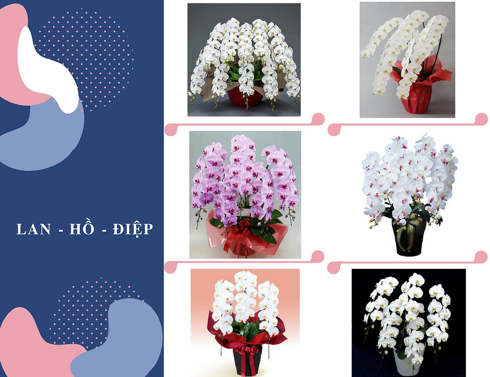 lan hồ điep 2.jpg