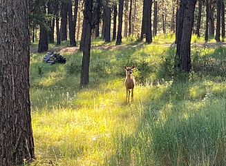 Trees with a deer in the distance