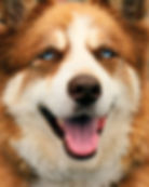 11709632_956929541009629_8443927261305022851_n