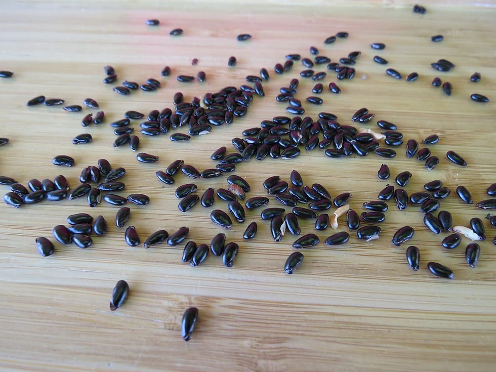 Buchu seeds