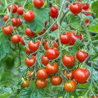 cherry-tomatos_600x600.jpeg