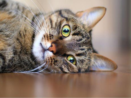 Cách nuôi mèo mướp mập mạp khỏe mạnh chuẩn nhất