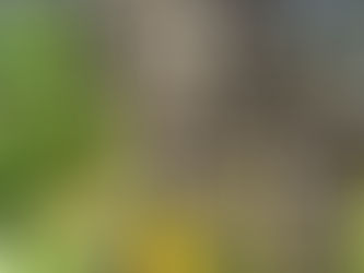 Planting Garlic: Clove to Bulb