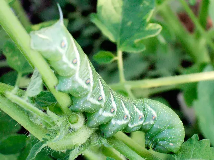 Miniaturbild: Tomato caterpillar feeding damage controlled with Conserve SC Spinosad insecticide