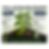 Thumbnail: Movento® SC + BotaniGard® 22WP Systemic + Biological Control Package