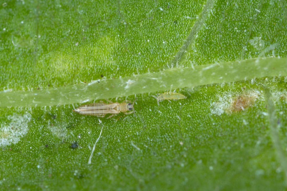 Miniature : Close-up of thrips insects feeding on plant leaf treated with Conserve SC Spinosad insecticide