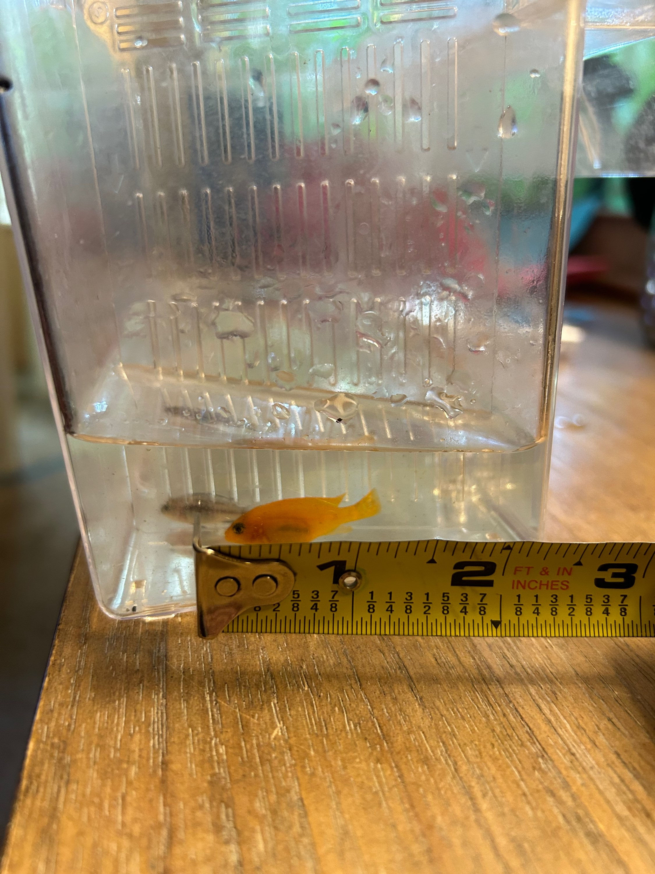Red Zebra Mbuna