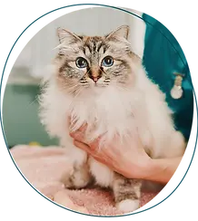 Cats are treated like VIPs in a seperate cat clinic | Vets on The Common