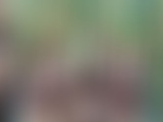 November Garden Update